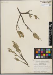 Foto von Salix L.